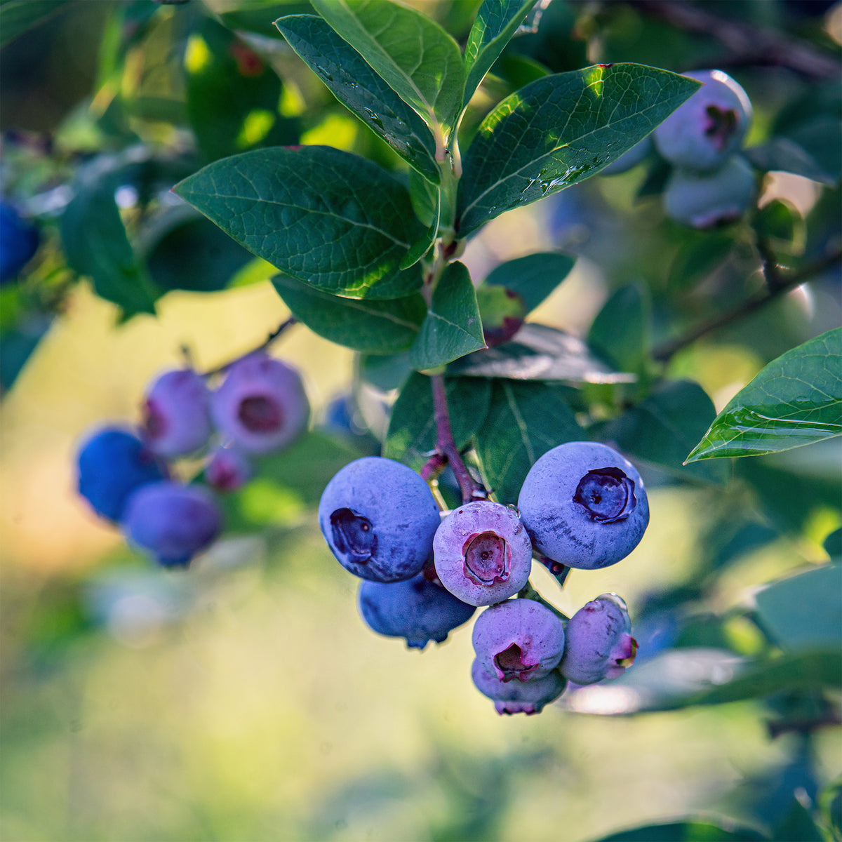 Heidelbeere ‚Bluecrop‘ - Vaccinium corymbosum Blue Crop - Willemse