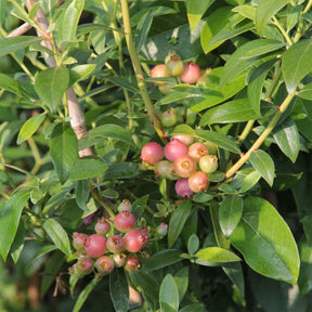 Heidelbeere ‘Pink Lemonade’ - Willemse