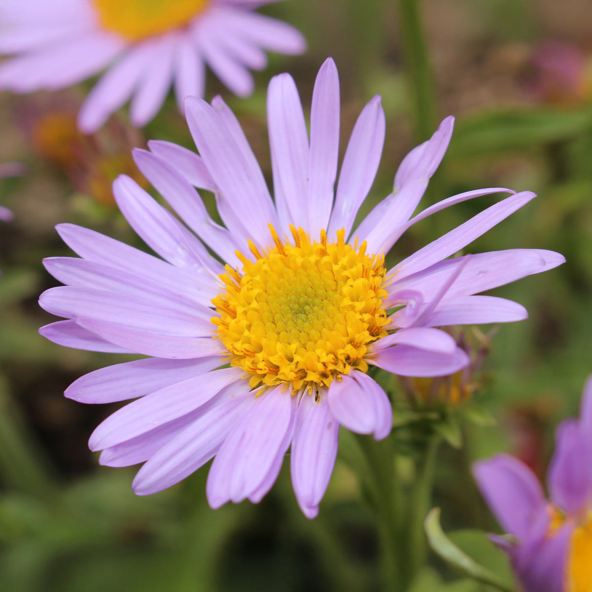 Feinstrahl 'Lavender Lady' - Willemse