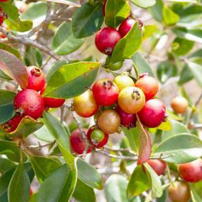 Chinesischer Guavenbaum - Psidium cattleianum - Willemse