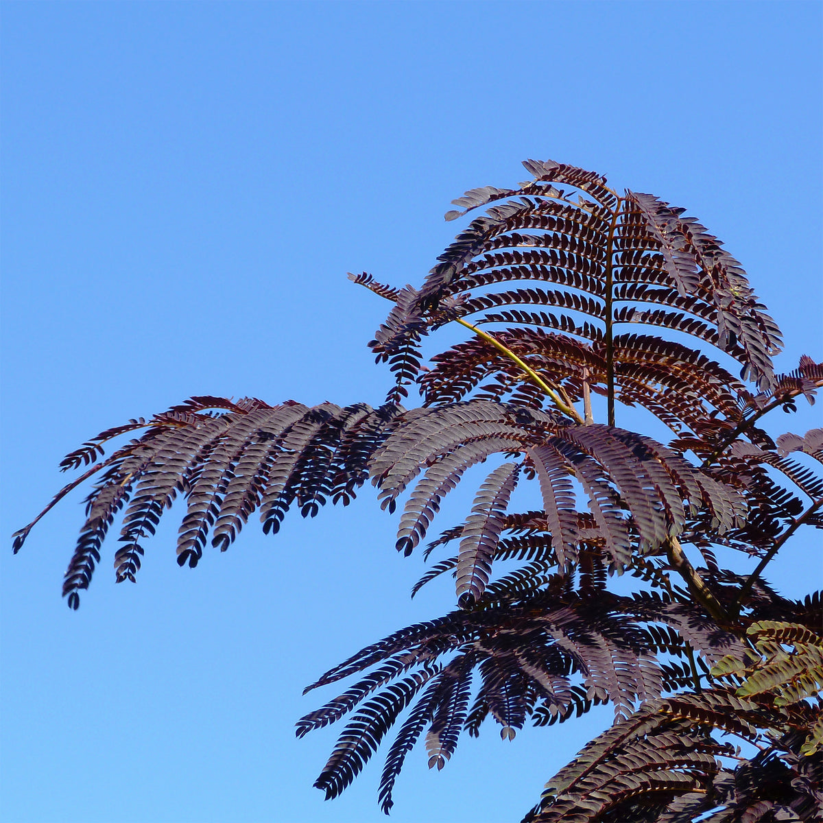 Seidenbaum Summer Chocolate®. - Albizia julibrissin Summer Chocolate® - Willemse