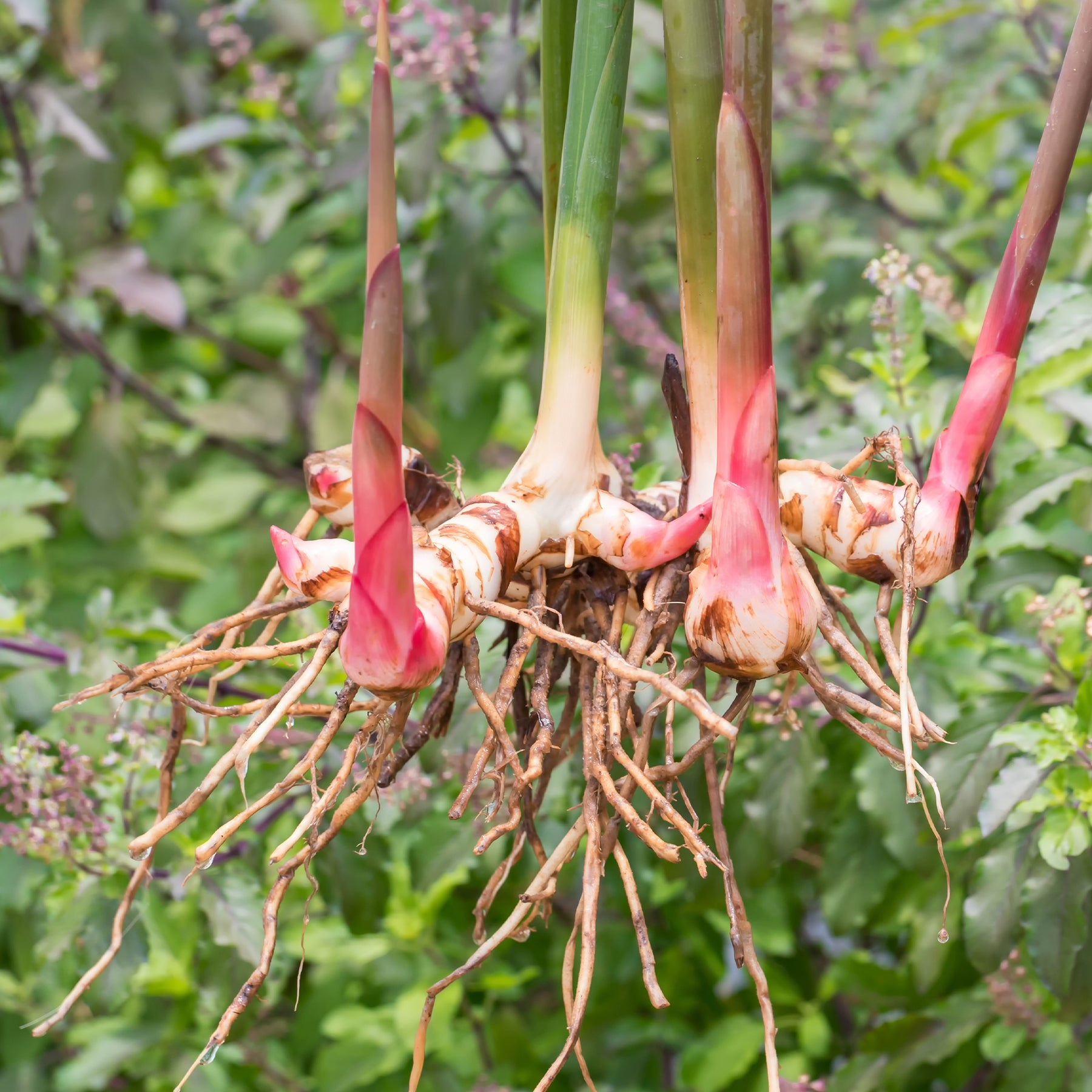 Galgant (Thai-Ingwer) - Alpinia galanga - Willemse