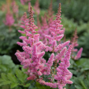 Prachtspiere ‘Little Vision in Pink’® - Willemse
