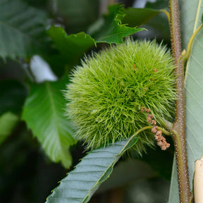 Esskastanie ‘Bouche de Bétizac’ - Castanea sativa Bouche de Betizac - Willemse
