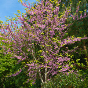 Kanadischer Judasbaum - Cercis canadensis - Willemse