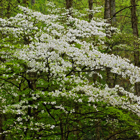 Cornus florida - Amerikanischer Blumen-Hartriegel - Blühende Bäume