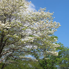 Amerikanischer Blumen-Hartriegel - Willemse