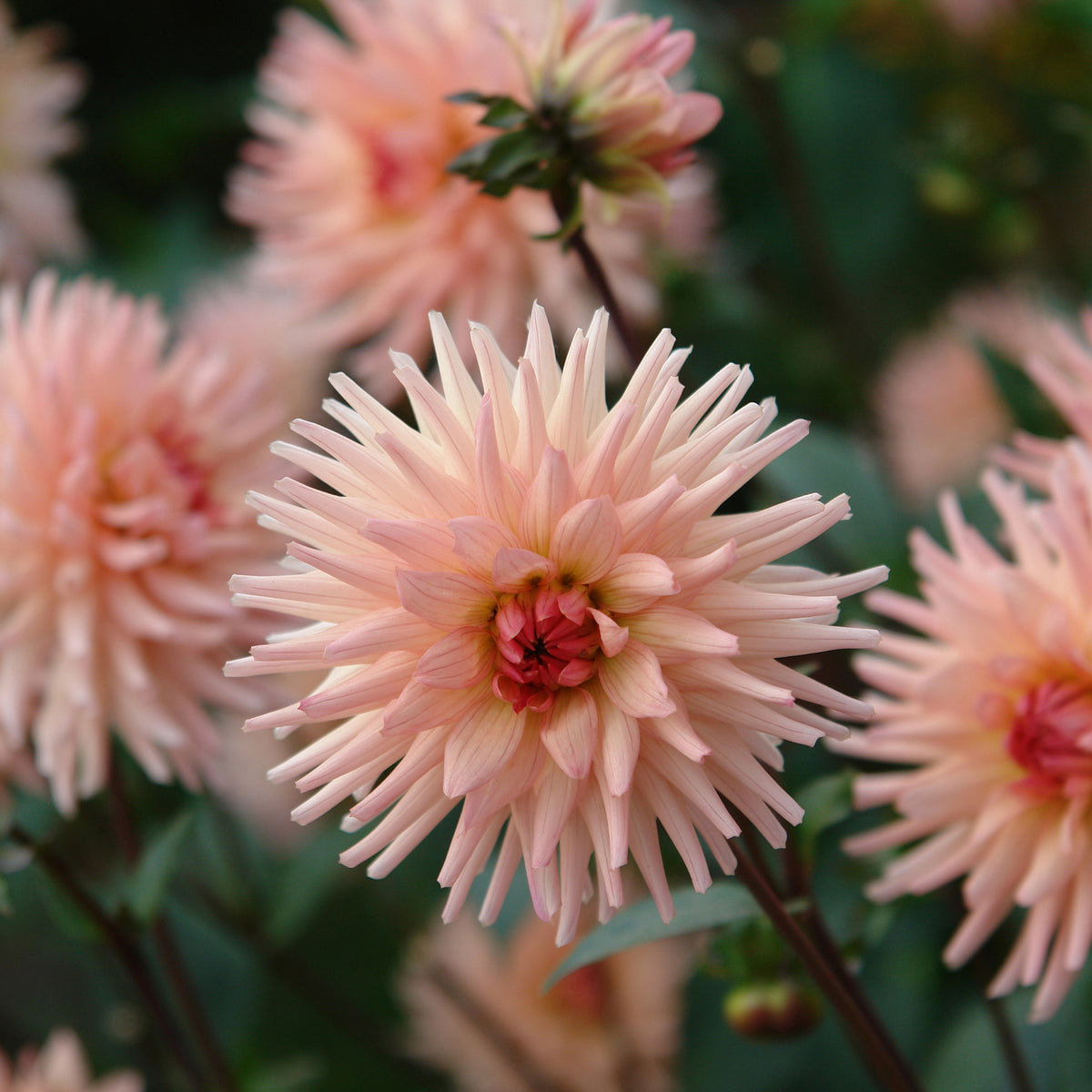Kaktus-Dahlie ‘Preference’ - Dahlia Préference - Willemse