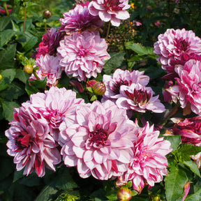 Dahlie ‘Crème de Cassis’ - Dahlia Crème de Cassis - Willemse