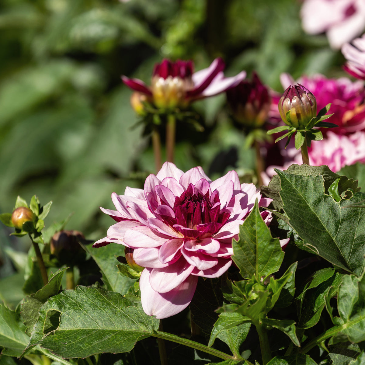 Dahlie ‘Crème de Cassis’ - Willemse