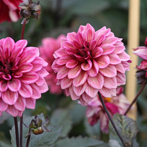 Dahlia Night Silence - Dahlie ‘Night Silence’ - Dahlien-Zwiebeln