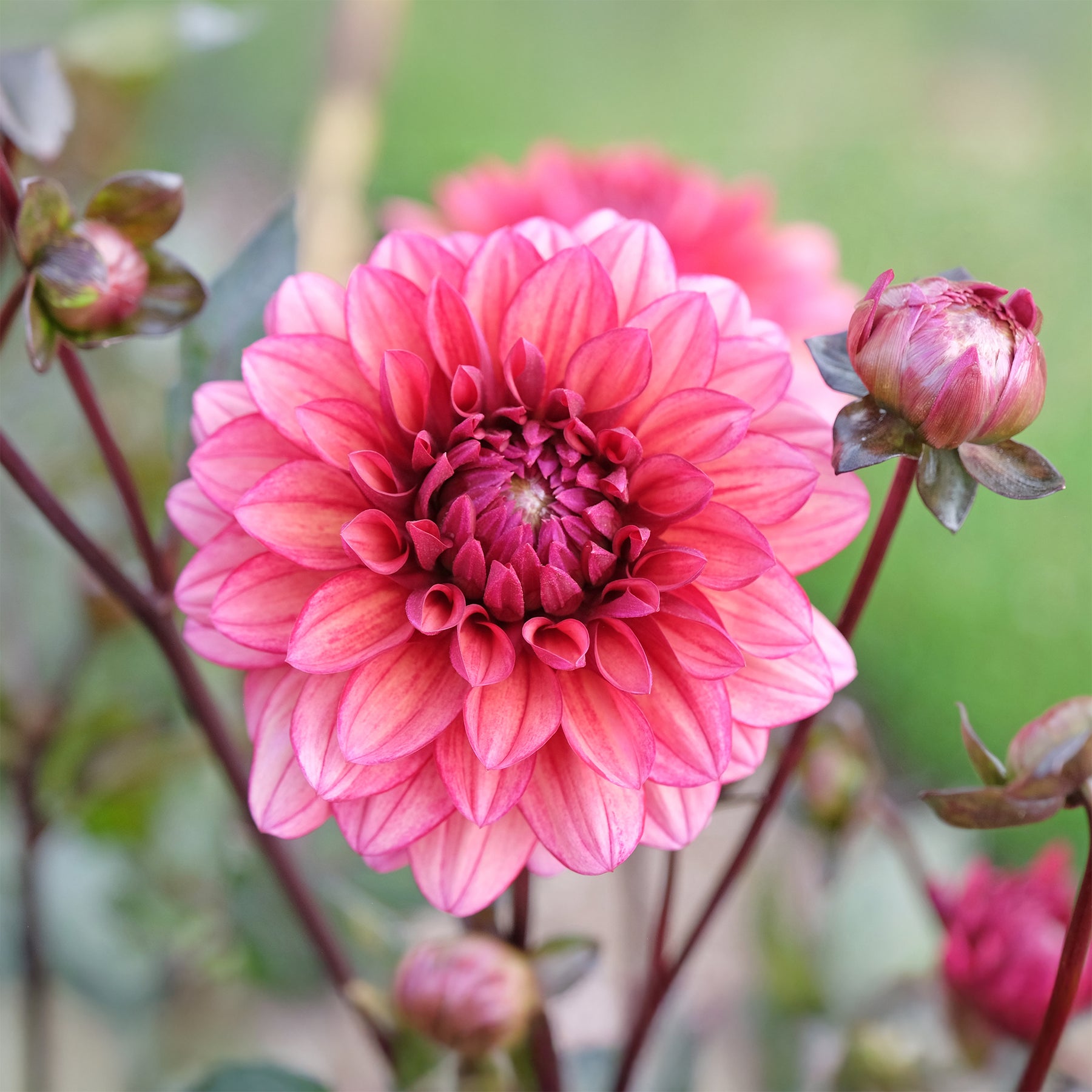 Dahlie ‘Night Silence’ - Willemse