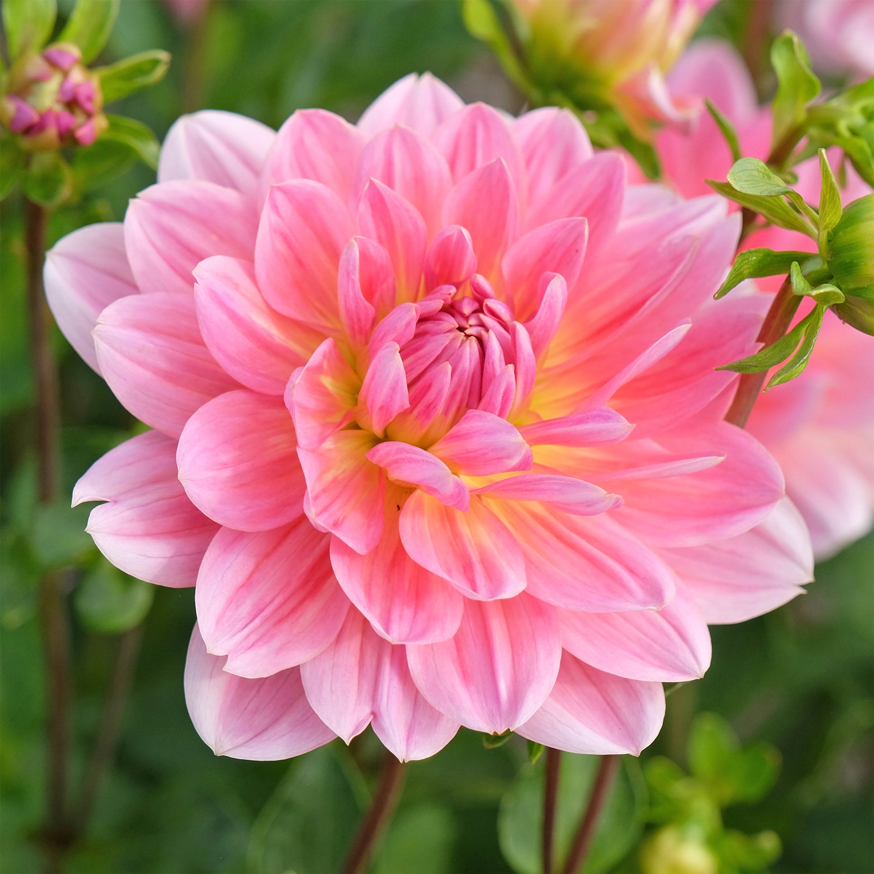 Dekorative Dahlie Twiggy - Willemse