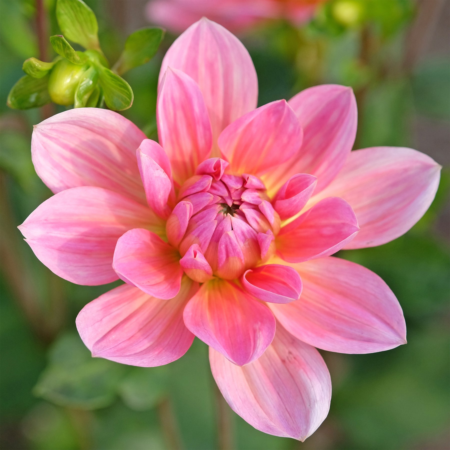 Dekorative Dahlie Twiggy - Dahlia Twiggy - Willemse