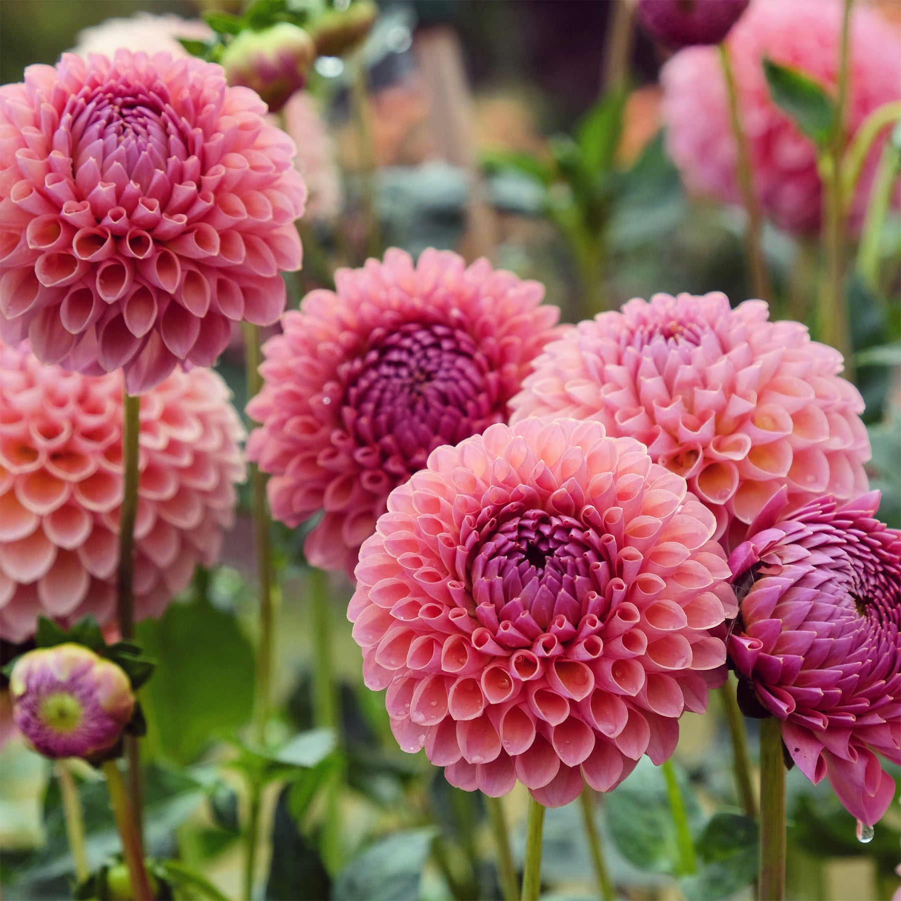 Pompon-Dahlie ‘Jowey Winnie’ - Willemse