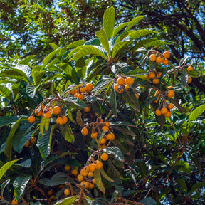 Japanische Wollmispel - Eriobotrya japonica - Willemse