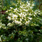 Andenstrauch ‘Iveyi’