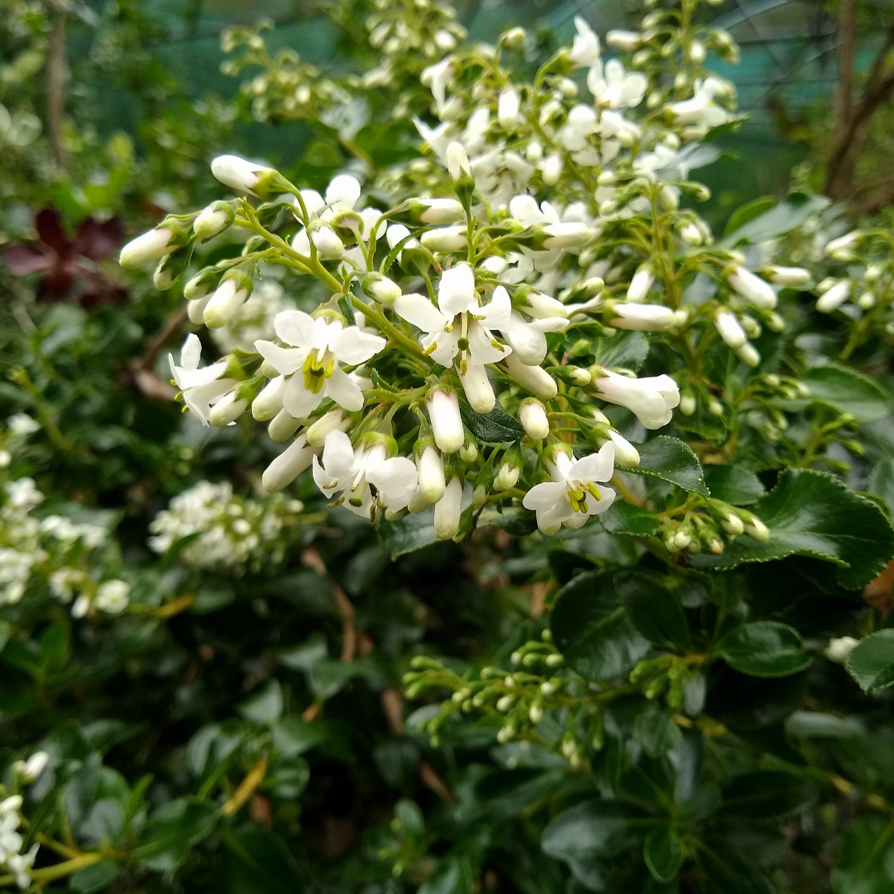 Andenstrauch ‘Iveyi’