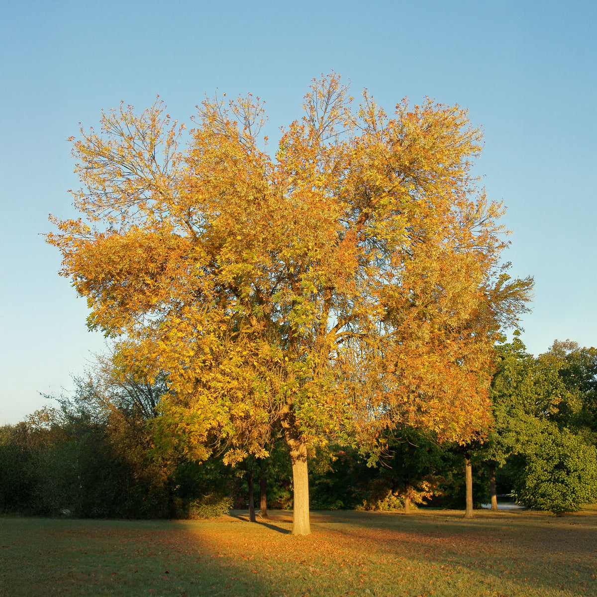 Weiß-Esche 'Skyline' - Willemse