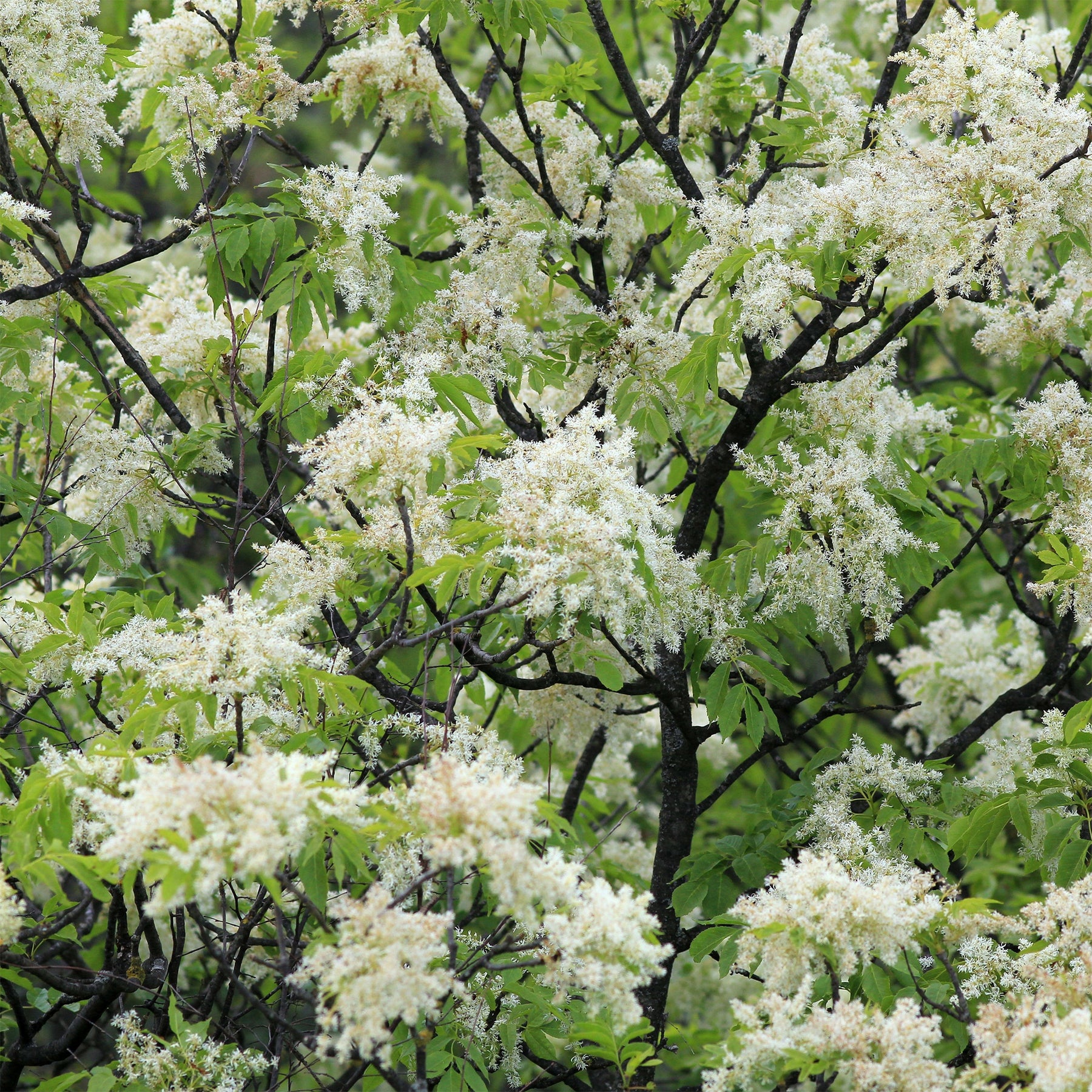 Manna-Esche - Fraxinus ornus - Willemse