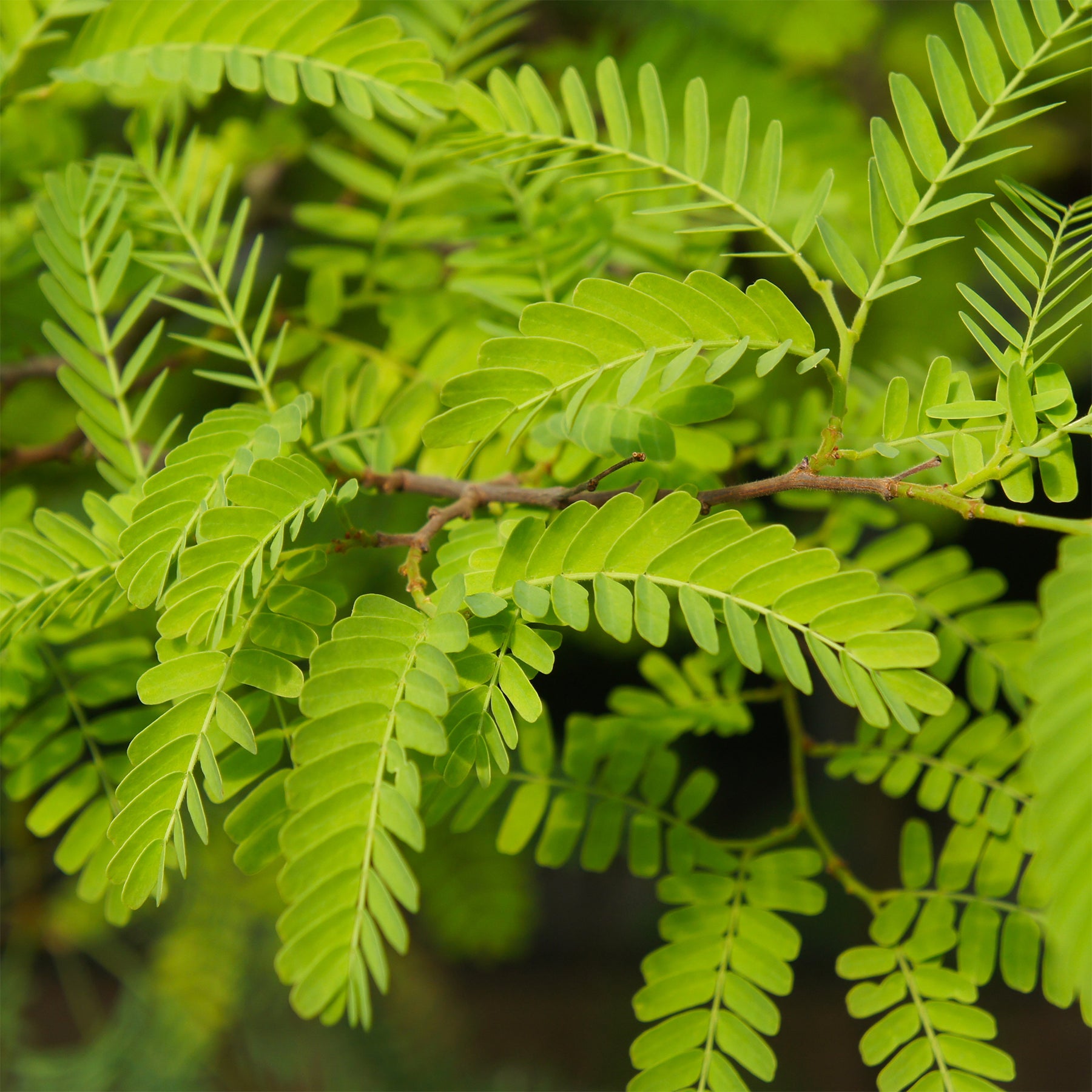 Amerikanischer Lederhülsenbaum 'Elegantissima' - Gleditsia triacanthos Elegantissima - Willemse