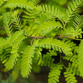 Amerikanischer Lederhülsenbaum 'Elegantissima' - Gleditsia triacanthos Elegantissima - Willemse