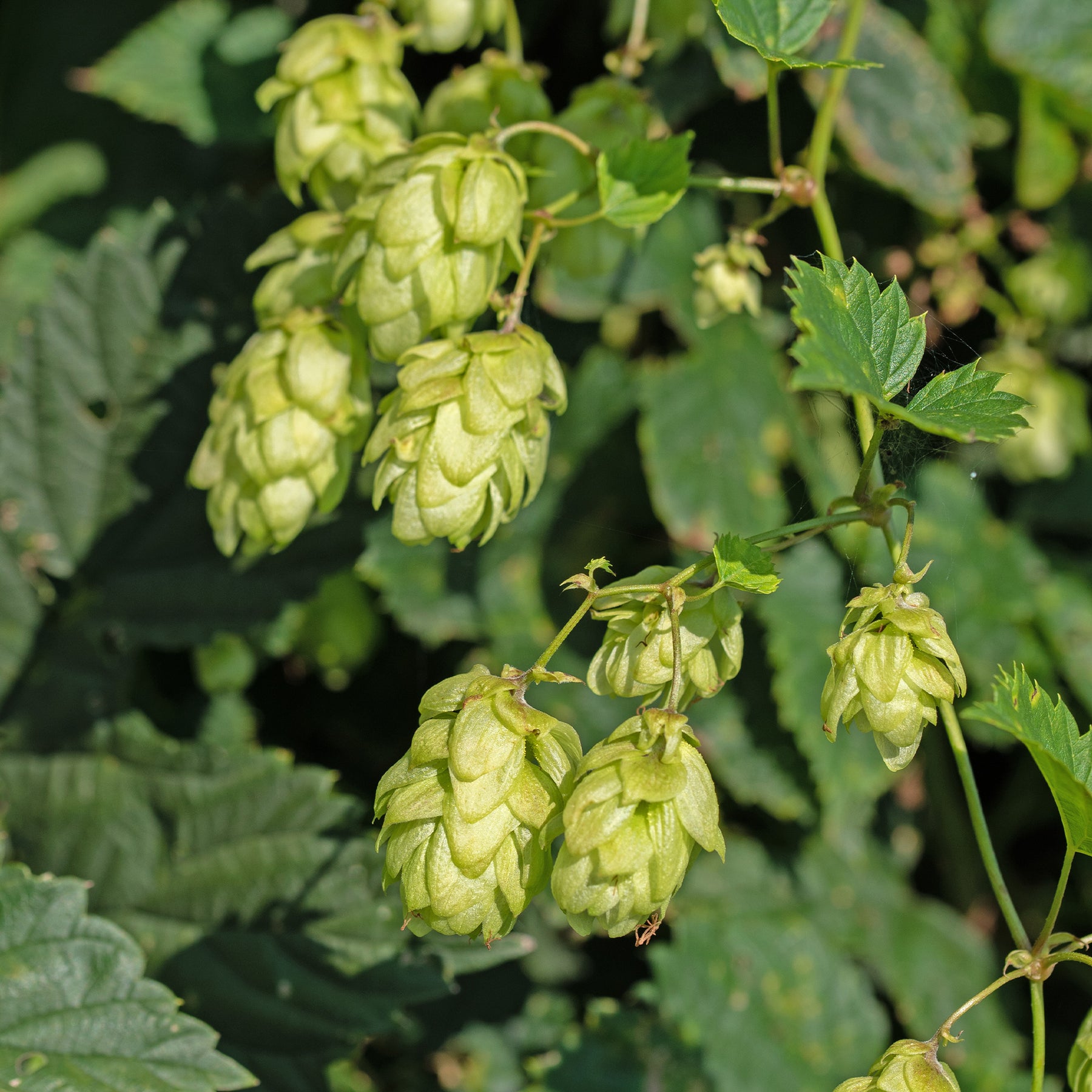Echter Hopfen ‘Prima Donna’® - Willemse