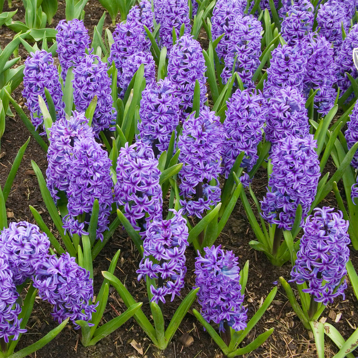 Hyazinthe Blue Jacket - Hyacinthus orientalis Blue Jacket - Willemse