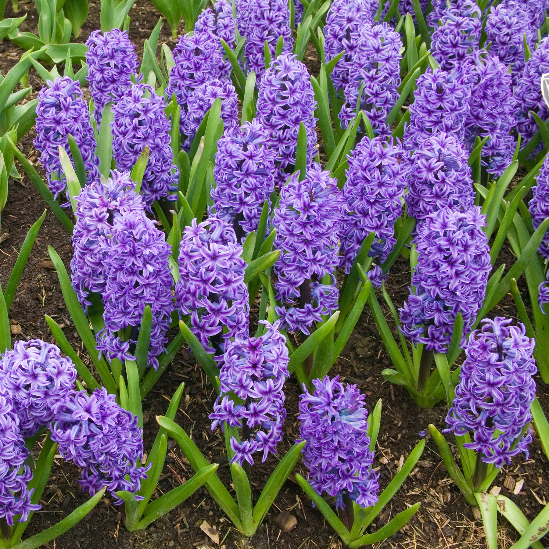 Hyazinthe Blue Jacket - Hyacinthus orientalis Blue Jacket - Willemse