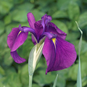 Japanische Schwertlilie ‘Variegata’ - Iris ensata Variegata - Willemse