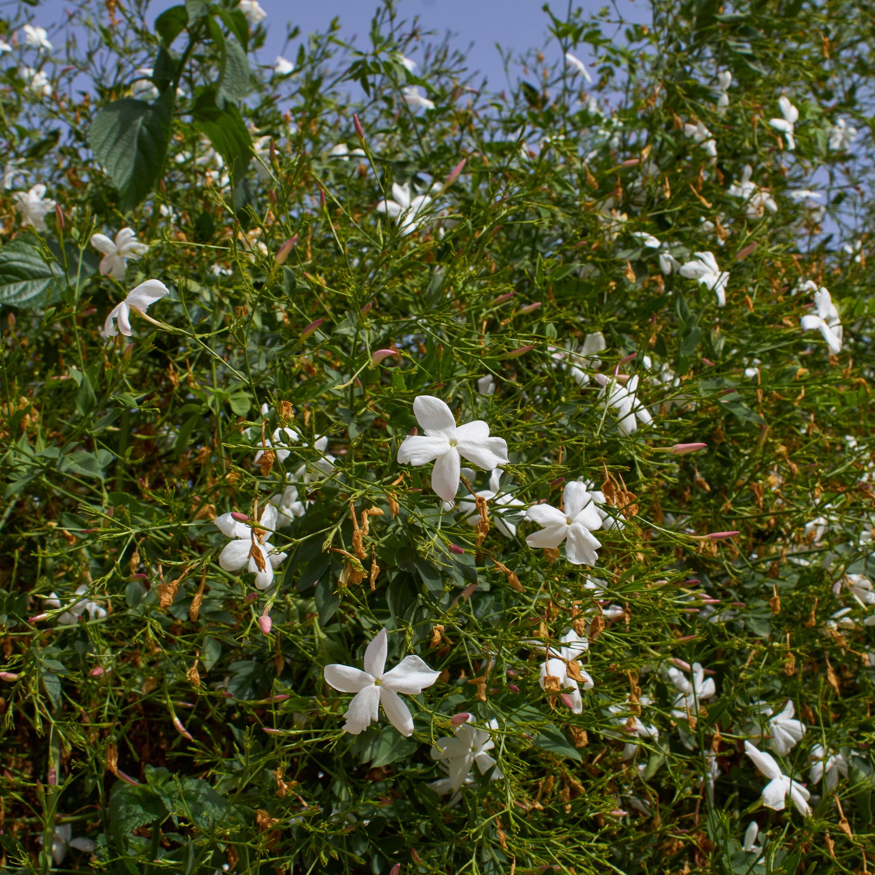 Grasse-Jasmin - Jasminum grandiflorum - Willemse