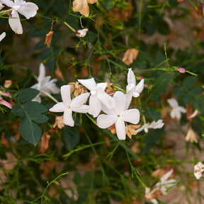Grasse-Jasmin - Willemse