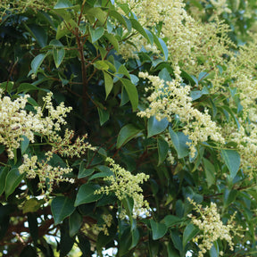 Verkauf Glänzender Liguster - Ligustrum lucidum