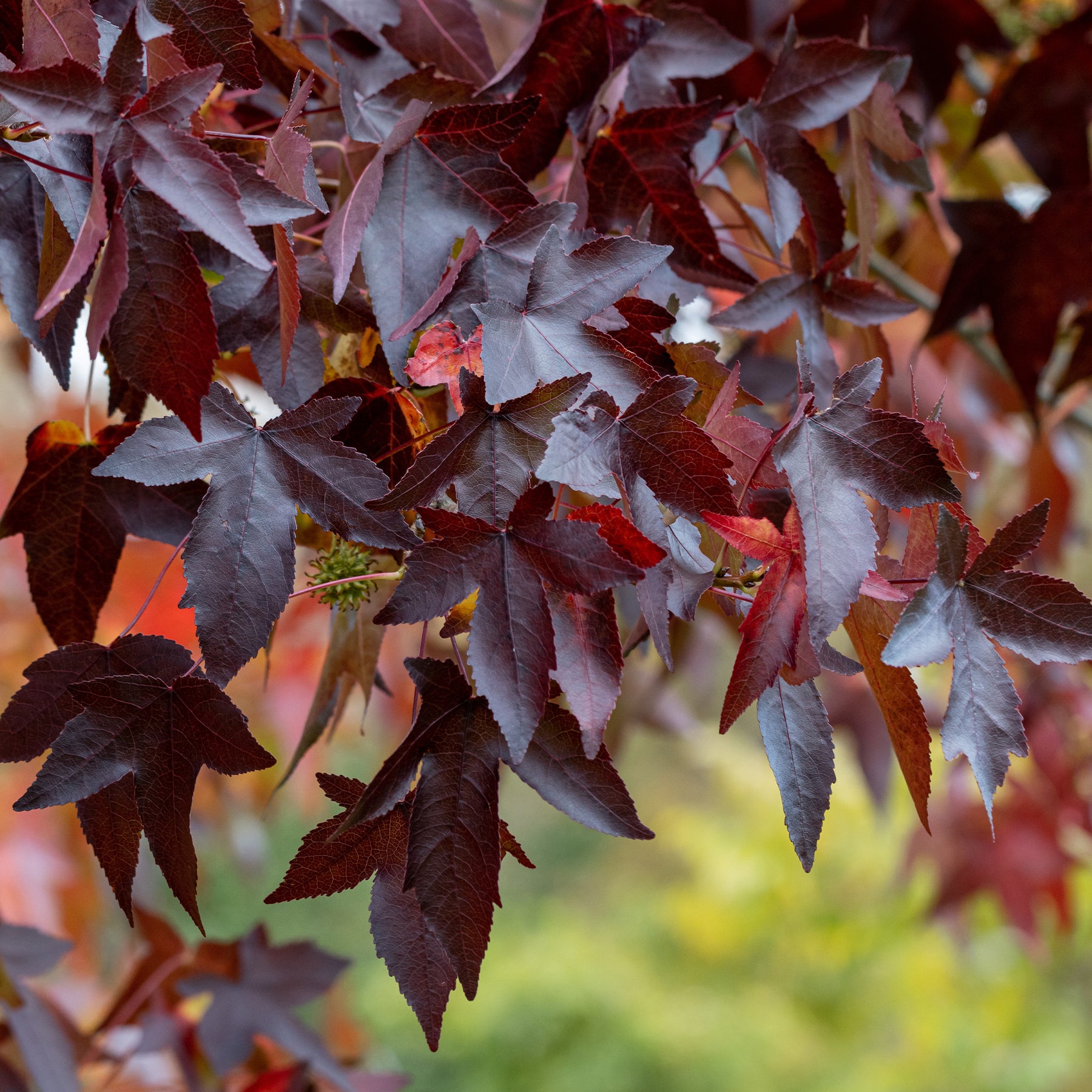 Amberbaum 'Worplesdon' - Willemse
