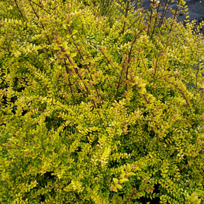 Buchsblättrige Heckenkirsche ‘Baggesen’s Gold’ - Lonicera nitida Baggesen's Gold - Willemse