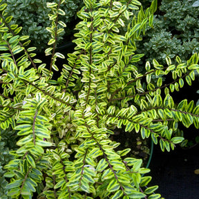 Heckenmyrte 'Lemon Beauty' - Lonicera nitida Lemon Beauty - Willemse