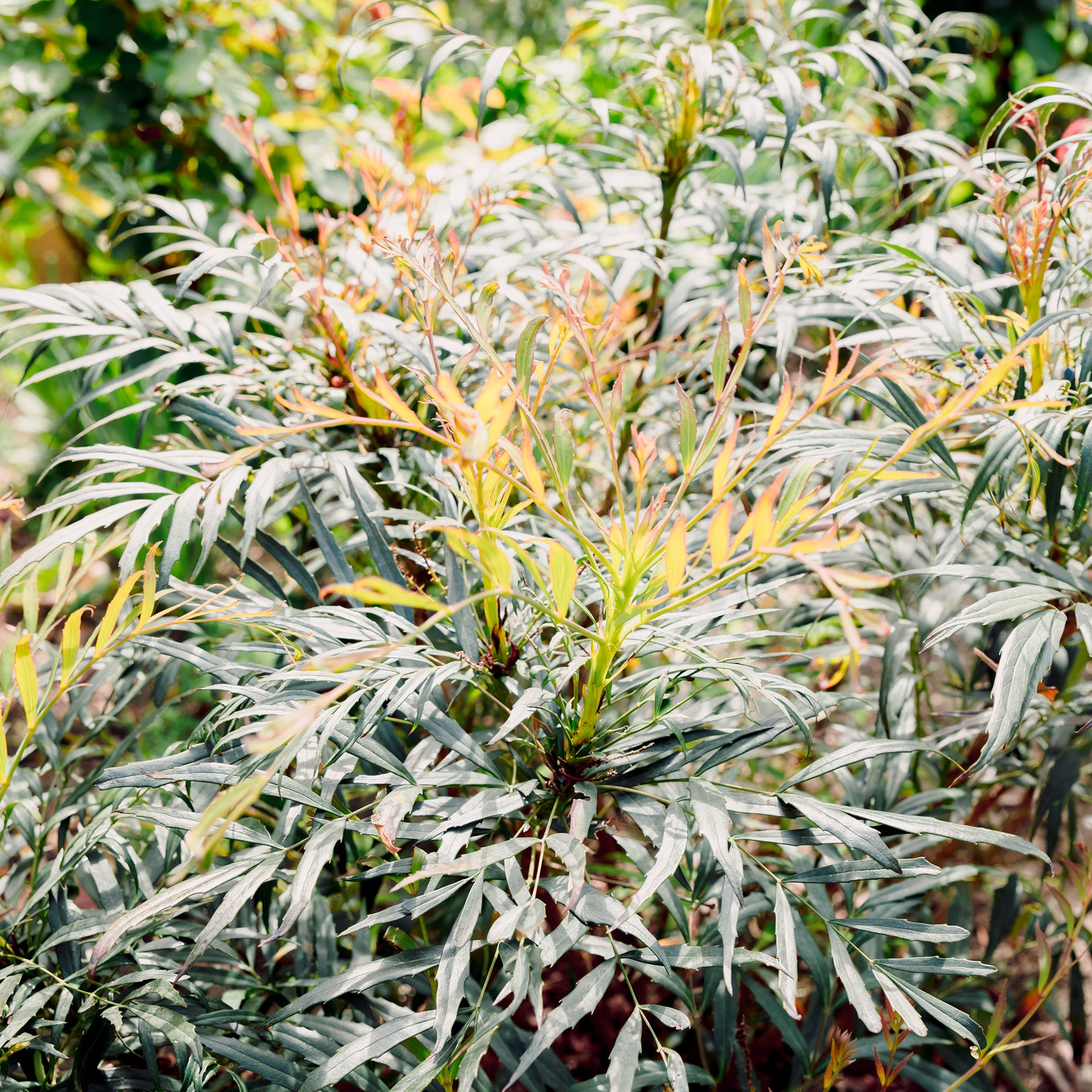 Mahonie 'Narihira'