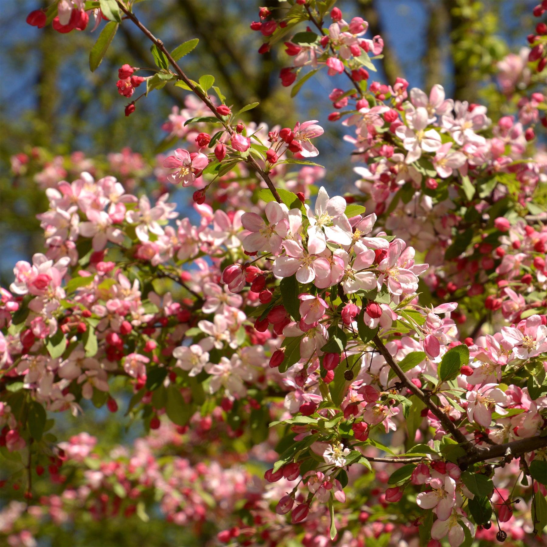 Japanischer Zierapfel - Willemse