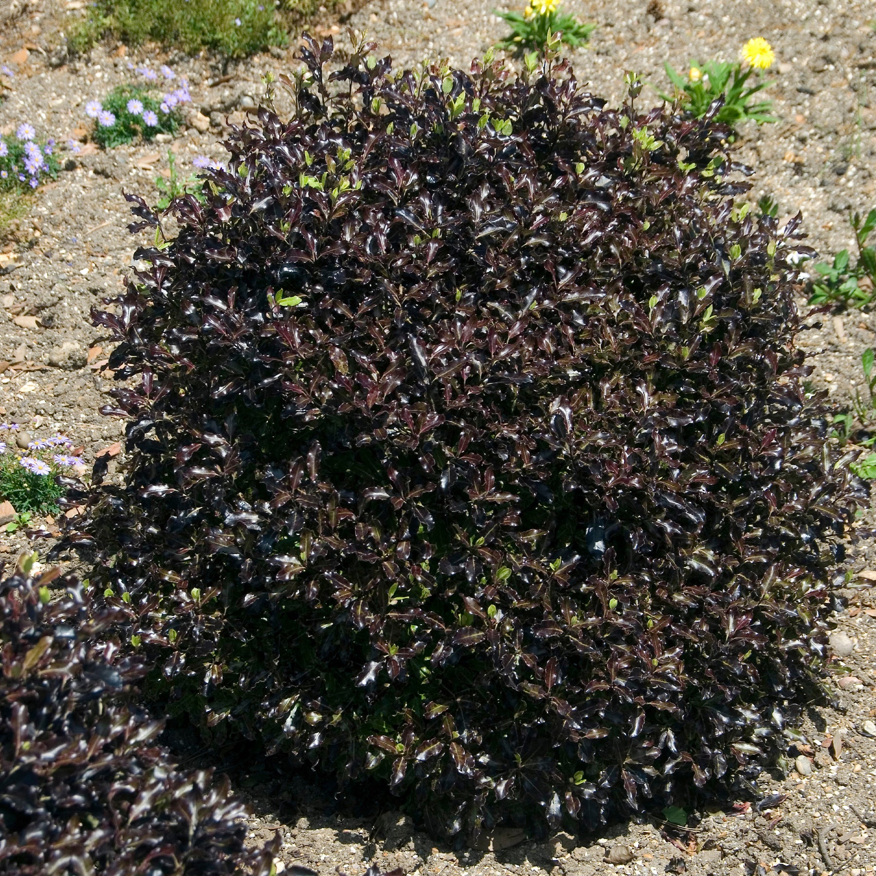 Schmalblättriger Klebsame 'Tom Thumb' - Pittosporum tenuifolium Tom Thumb - Willemse