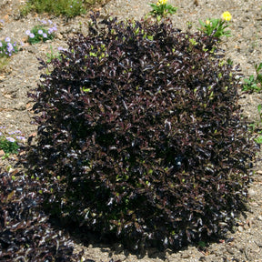 Schmalblättriger Klebsame 'Tom Thumb' - Pittosporum tenuifolium Tom Thumb - Willemse