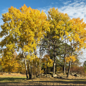 Zitterpappel - Populus tremula - Willemse
