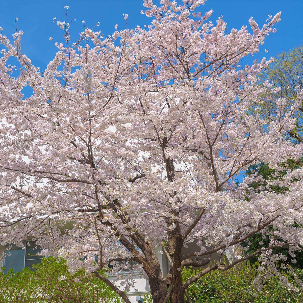 Japanische Blütenkirsche - Prunus x yedoensis - Willemse