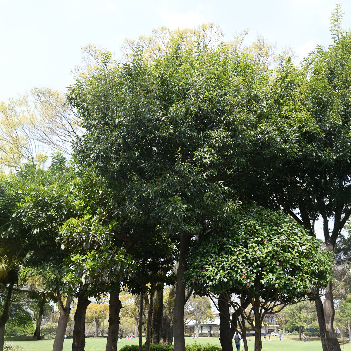 Quercus myrsinifolia - Bambusblättrige Eiche - Eiche