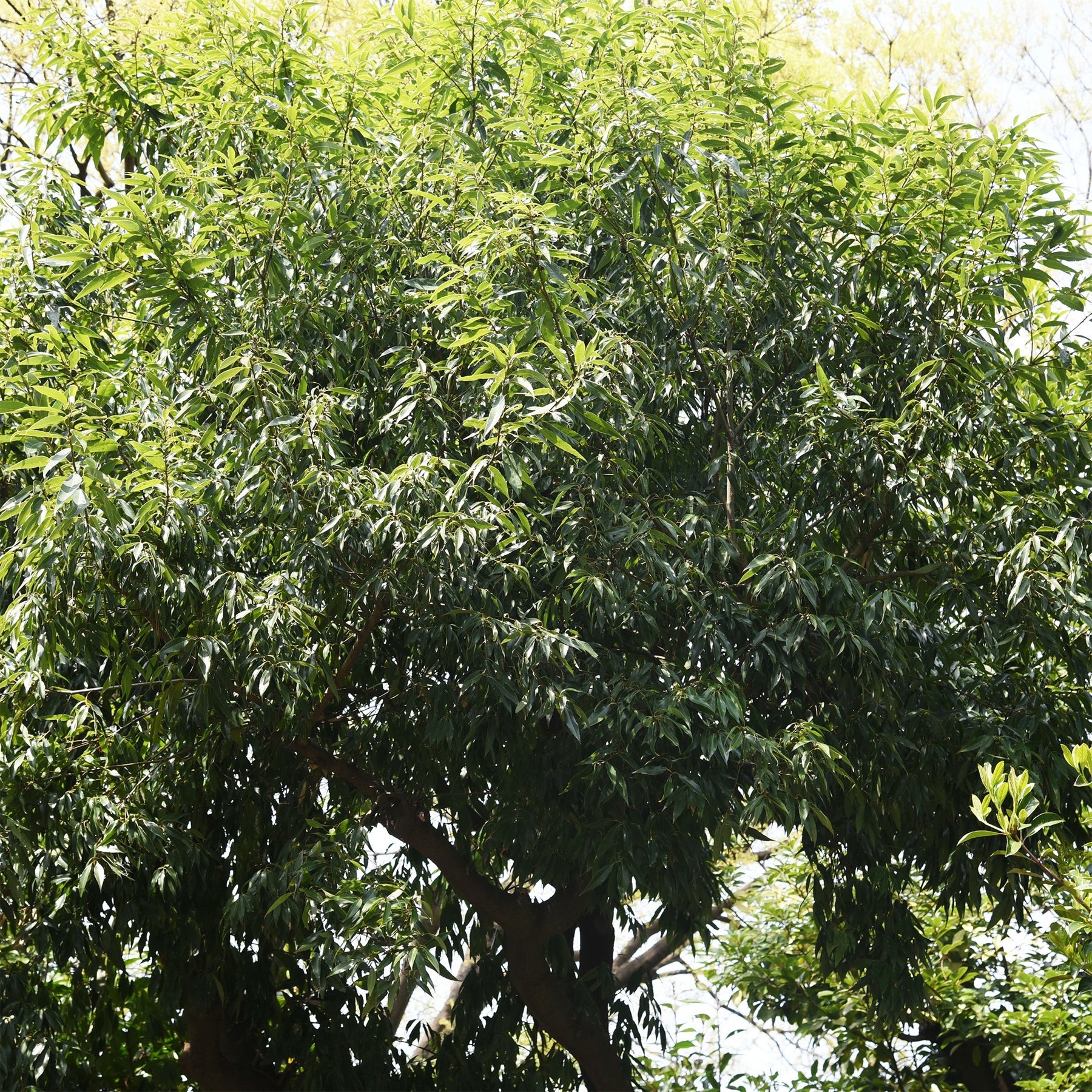 Bambusblättrige Eiche - Quercus myrsinifolia - Willemse