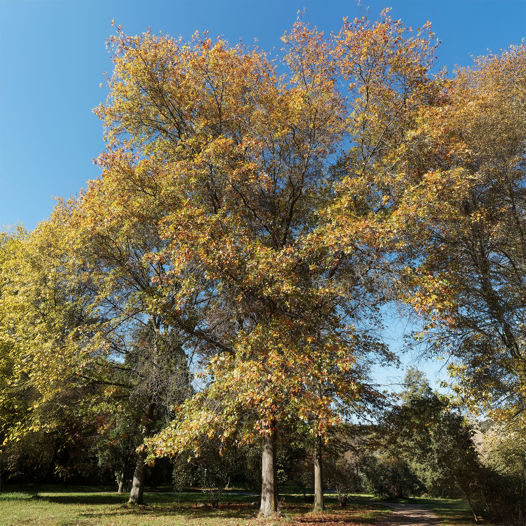 Sumpfeiche - Quercus palustris - Willemse