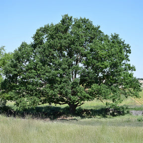 Traubeneiche - Quercus petraea - Willemse