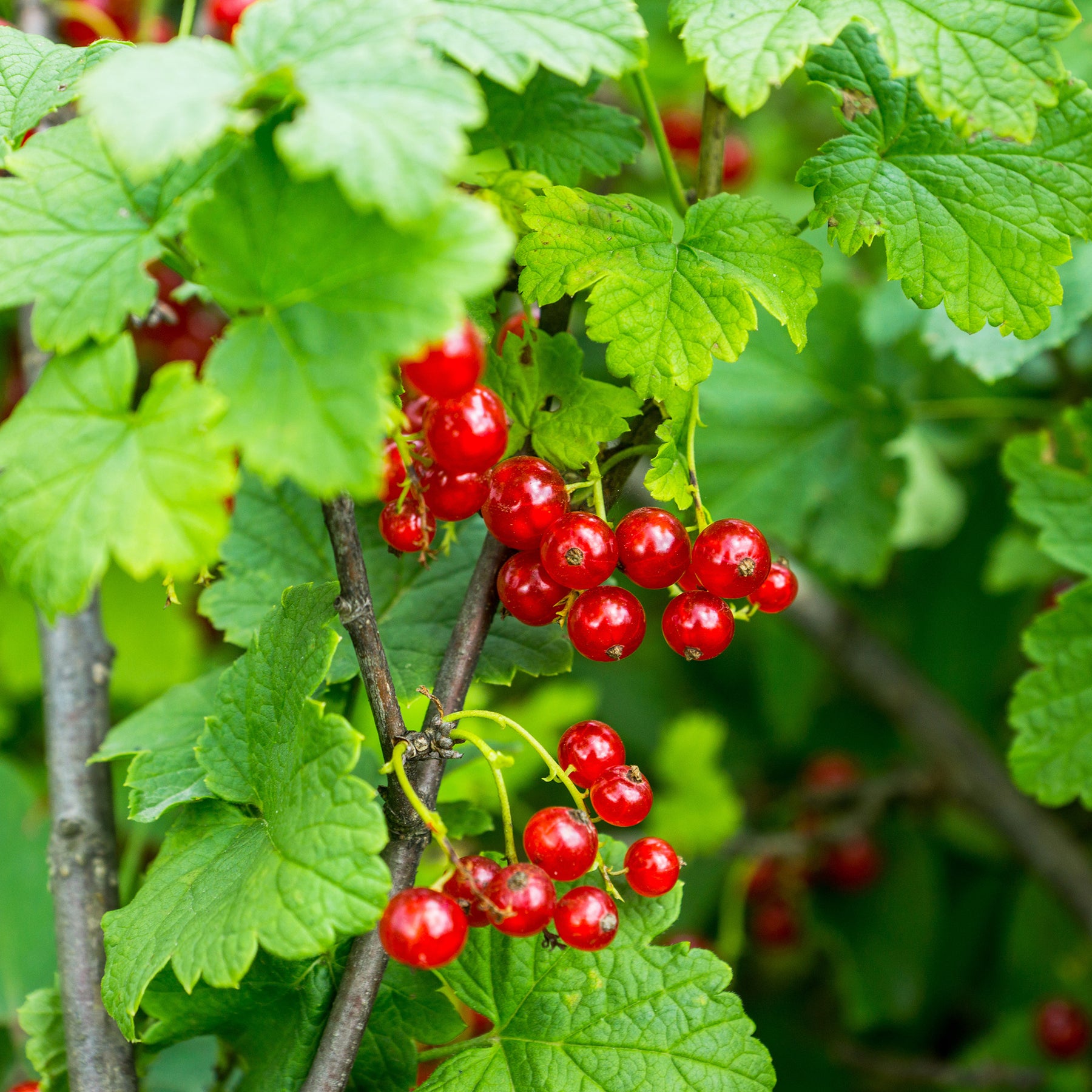 Rote Johannisbeere ‘Versaillaise Rouge’ - Willemse