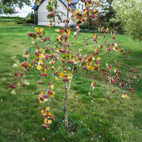 Mehlbeere ‘Lutescens’ - Willemse