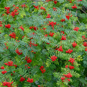 Vogelbeere - Gewöhnliche Eberesche - Sorbus aucuparia