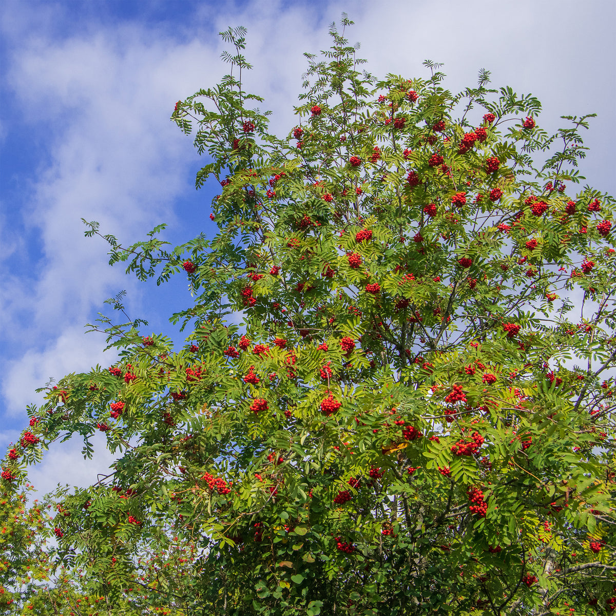 Gewöhnliche Eberesche - Sorbus aucuparia - Willemse